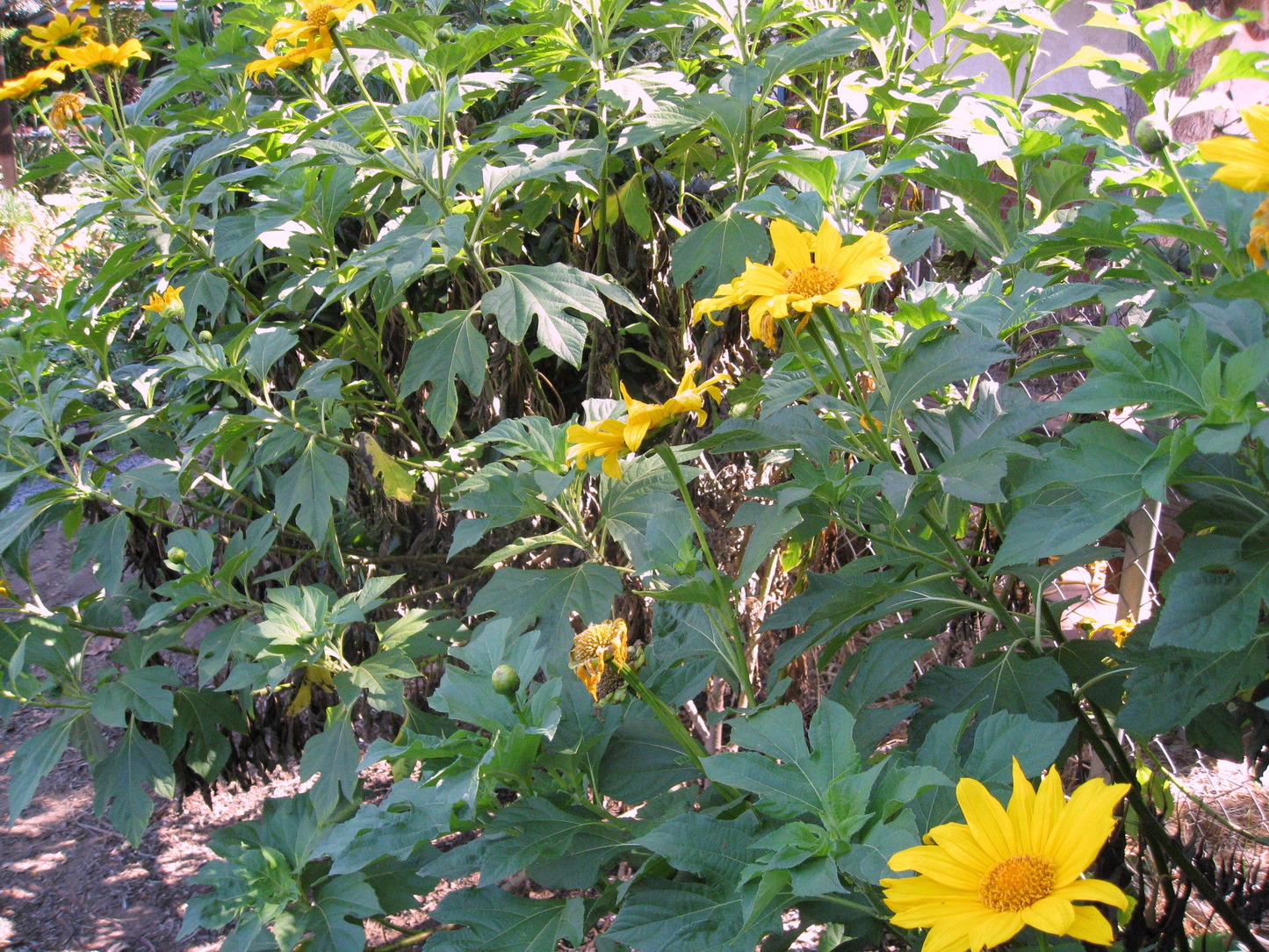 Mexican Sunflower Cuttings, Tithonia diversifolia, 8 Live Hardened Stems, Yellow Flowers, USDA Zones 8-11, Drought Tolerant