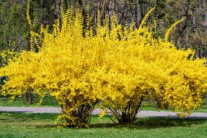 10 Forsythia Unrooted Cuttings (6-8") - Fast Growing Shrub for Rooting - Forsythia x intermedia, Yellow Blooms, Decorative Garden Plant