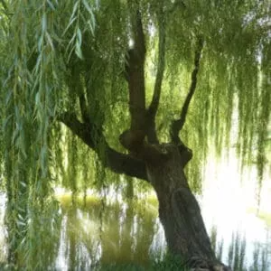 Salix babylonica Cuttings - 32+ Golden Weeping Willow Stems, Pencil-Sized