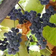Concord Grape Thin Cuttings (12) - Organic - 6 Inch Unrooted - Hardy Perennial Vine - Zones 4-8