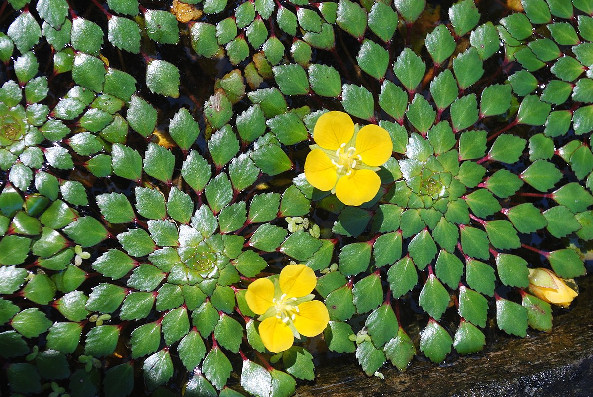 Water Mosaic Plant Cuttings (4) - Ludwigia sedioides - Floating Aquatic Plant