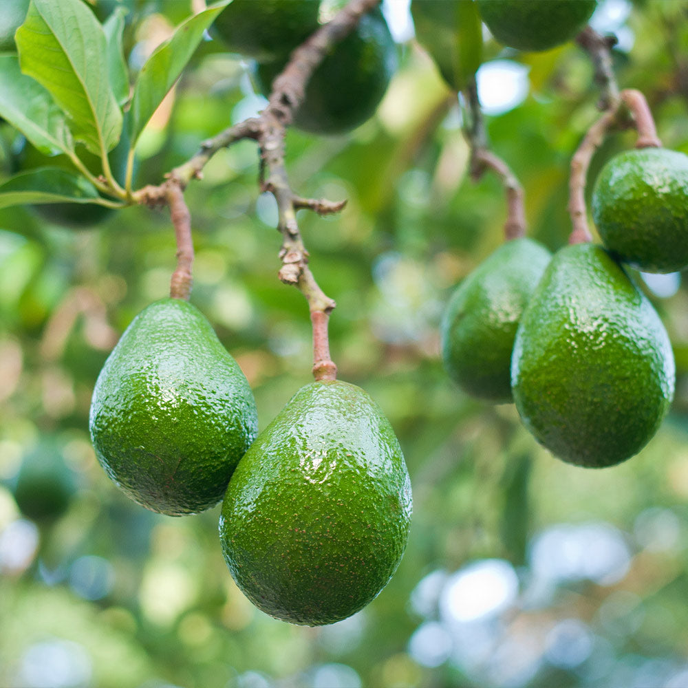 Choquette Avocado Grafting Cuttings, Persea americana, Florida Variety, Large Fruit, USDA Zones 9-11, 3 Live Scions