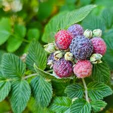 3 Black Raspberry Plants - Rubus niveus Mysore | Bare Root Starter Plants | Edible Fruit Bushes for Gardens & Home Orchards