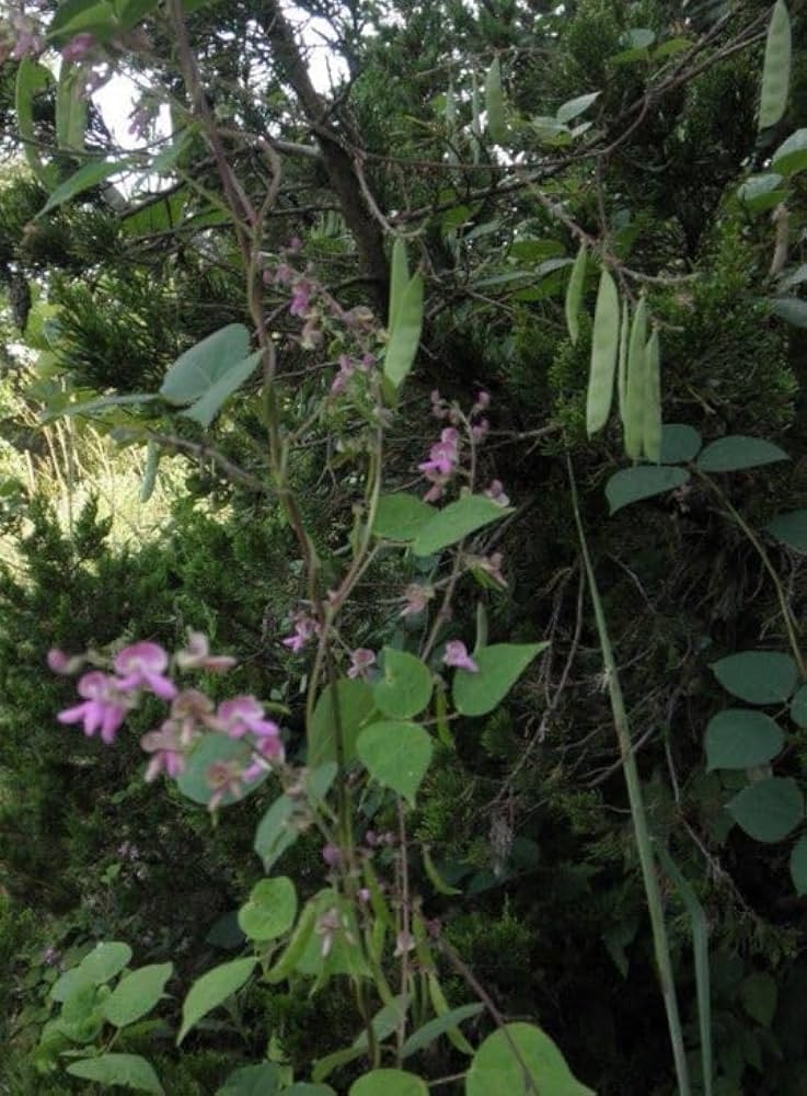 5 Seeds Phaseolus Polystachios – Wild Kidney Bean Vine for Planting | Hardy Climber for Garden & Landscaping | Native Legume Species