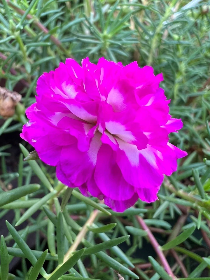 Portulaca Grandiflora Irin 5 Unrooted Cuttings 5" Rare Color Moss Rose Purslane Succulent
