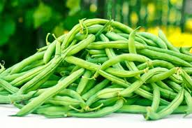 20 Seeds Provider Green Bush Bean - Phaseolus vulgaris | Heirloom Bean for Planting, Home Gardening & Fresh Vegetable Harvest