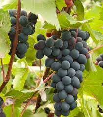 Vitis 'Jupiter' Cuttings, 5 Seedless Grape Stems, Table Grape Vine, USDA Zones 6-9