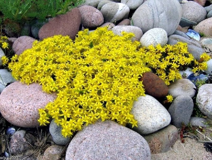 15 Ground Cover Golden Creeping Sedum, Yellow Perennial, Sedum acre, Drought Tolerant, Low Maintenance, Bare Root Plants for Garden