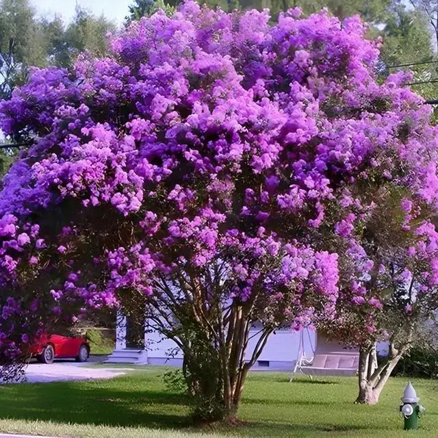 Dark Purple Crepe Myrtle Plants (Lagerstroemia), 2 Rooted Cuttings, 6" Tall, Deciduous Shrub/Tree, USDA Zones 7-9