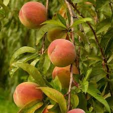 6 Donut Peach Fruit Tree Scion Cutting 6-10" Unrooted for Grafting & Rooting, Prunus persica var. platycarpa
