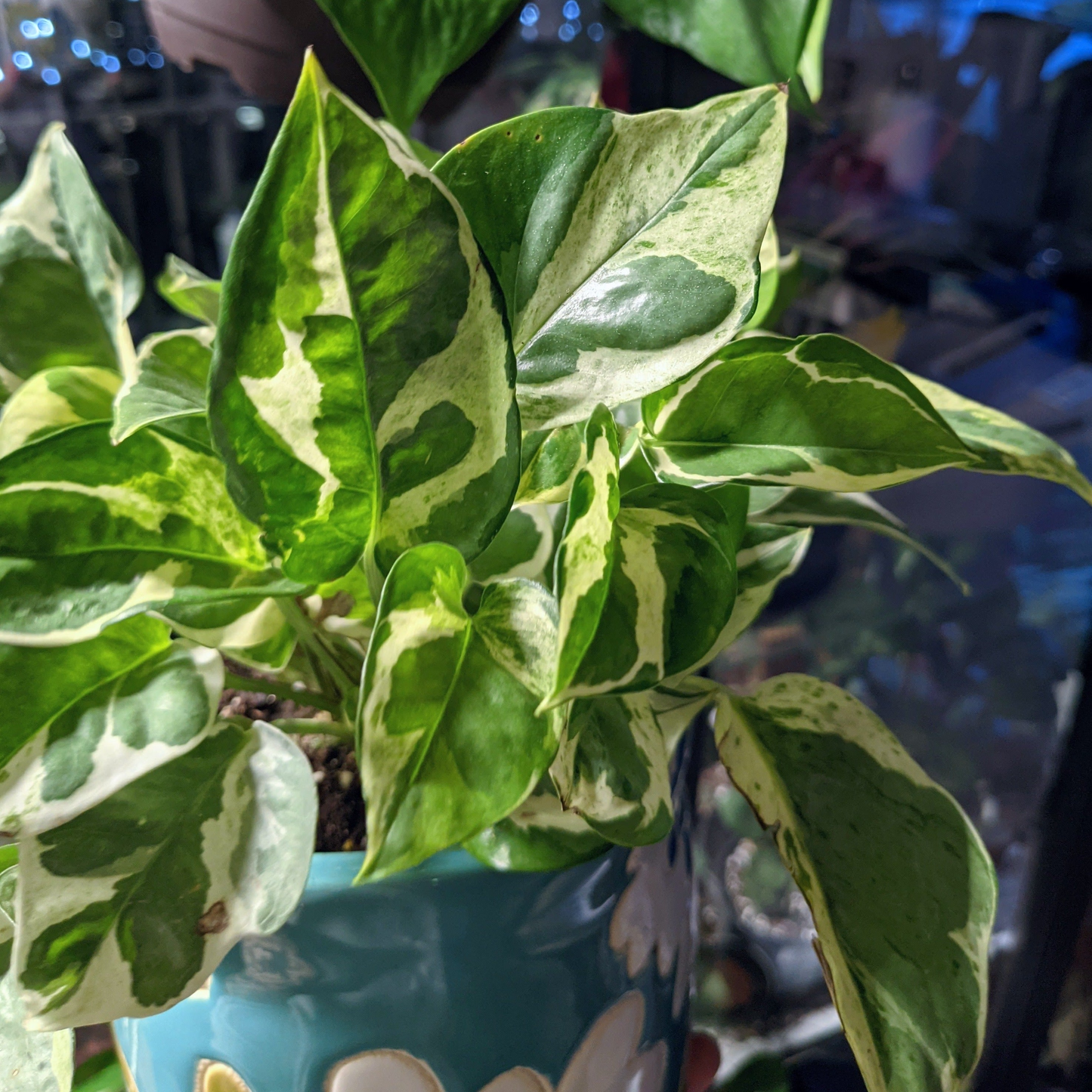 3 Unrooted Pothos Pearls and Jade Cuttings - Devil's Ivy Variegated House Plant - Indoor Plant for Sale