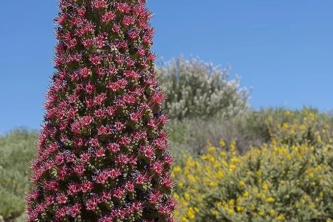 Tower of Jewels Live Plant - 3" Pot, Echium wildpretii, Rare Biennial, 10ft Salmon-Red Spikes, Drought Tolerant, Zones 9-10, Canary Islands Native
