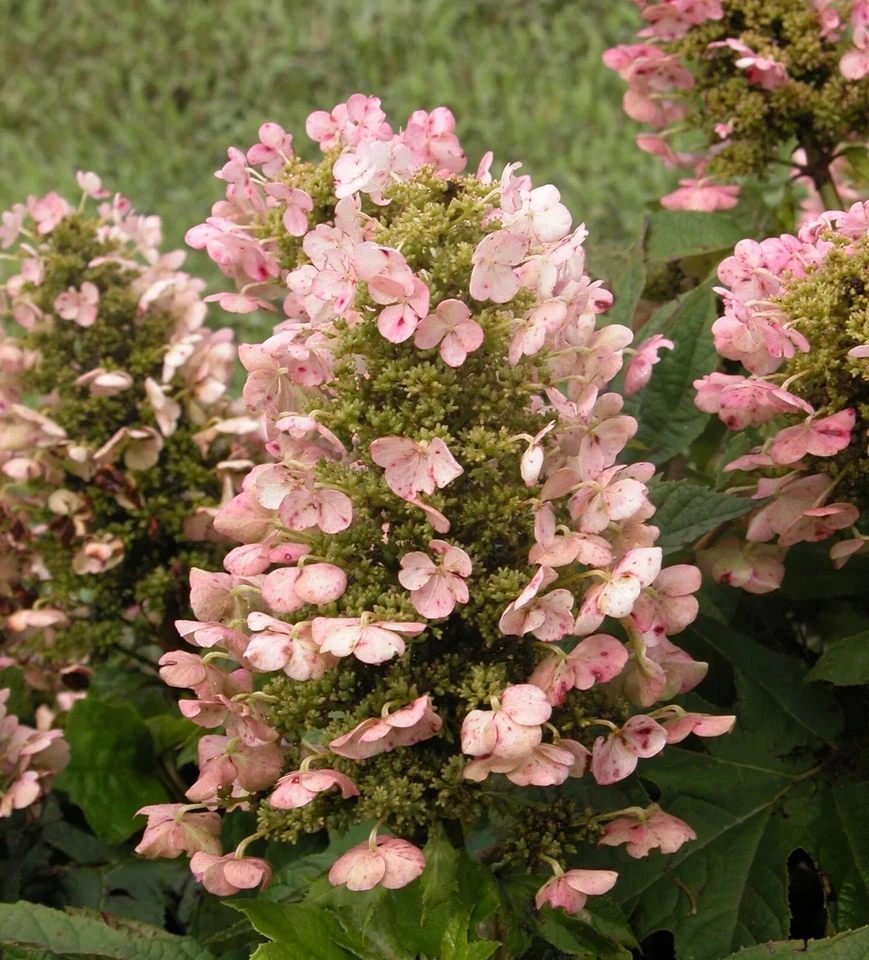 Hydrangea quercifolia Munchkin, 6 Rooted Cuttings, Oakleaf Hydrangea, Pink-White Blooms, USDA Zones 5-9