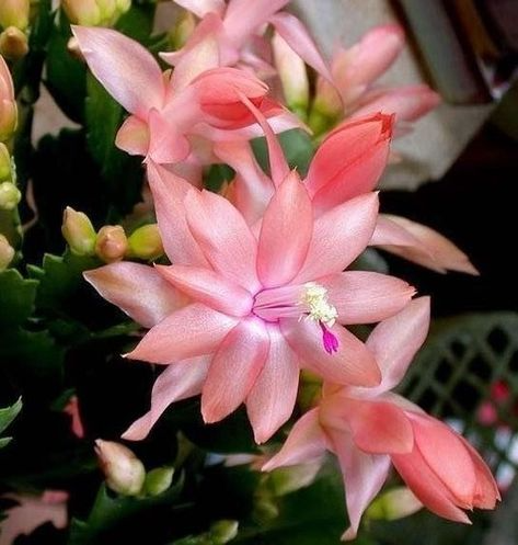 Schlumbergera truncata Cuttings, 2 Stem Segments, Peach-Colored Blooms, Holiday Cactus, USDA Zones 10-12