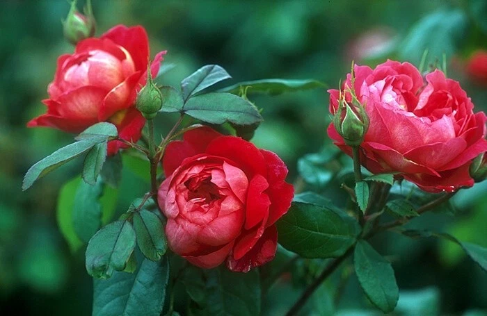 4 Cuttings Benjamin Britten English Rose 5-7 Inches Rosa Shrub Flower Propagation