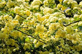 Lady Banks Rose Cuttings - 4 Count - Thornless - Rosa banksiae - Yellow Blooms