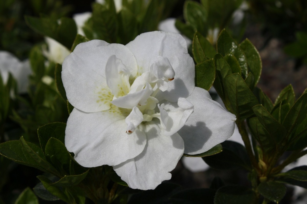 Hardy Gardenia Azalea Rhododendron - Deciduous Starter Plant with Double White Blooms