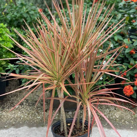 Dracaena Marginata 7 Cuttings 6-8" Madagascar Dragon Tree Houseplant Air Purifying