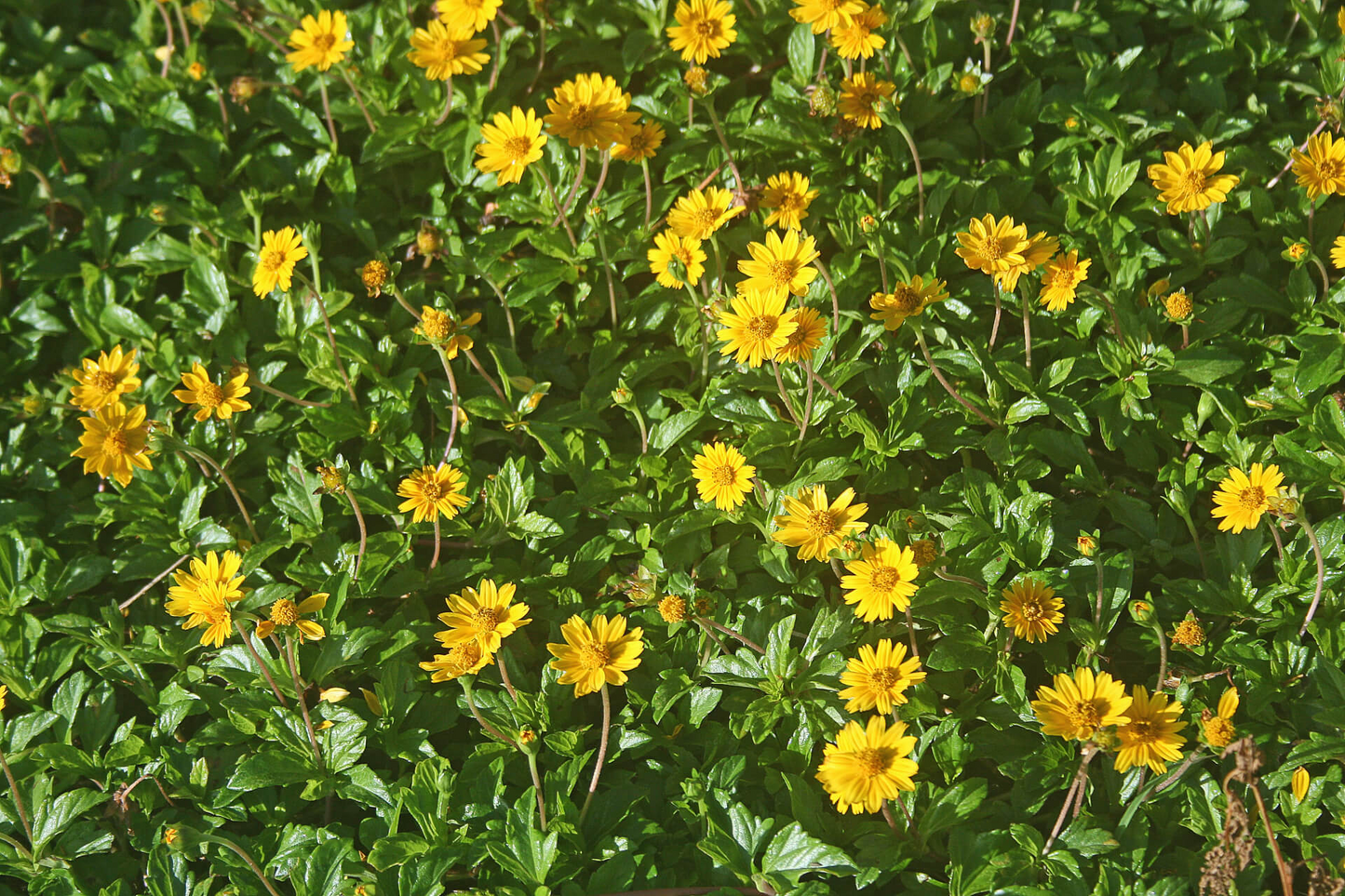 Wedelia Trilobata Plants, 100 Rooted Vines, Yellow-Orange Flowers, Ground Cover, USDA Zones 8-11, Fast Growing