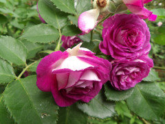 Cosmic Cloud Rose Cuttings, 3 Fresh Stems, Velvety Pink-White Flowers, Unrooted