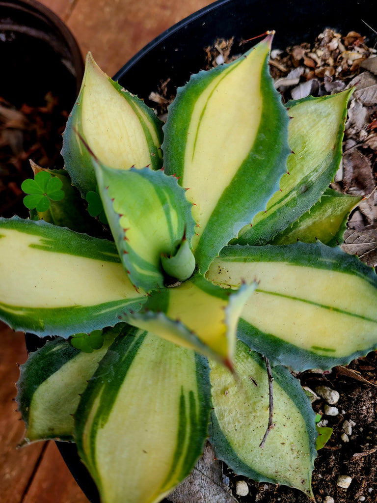 RARE Agave Rum Runner Hybrid - Collector's Specimen, Japanese Mutation, Red Thorns & Yellow-Green Rosette, Zone 8+, Patio Showpiece