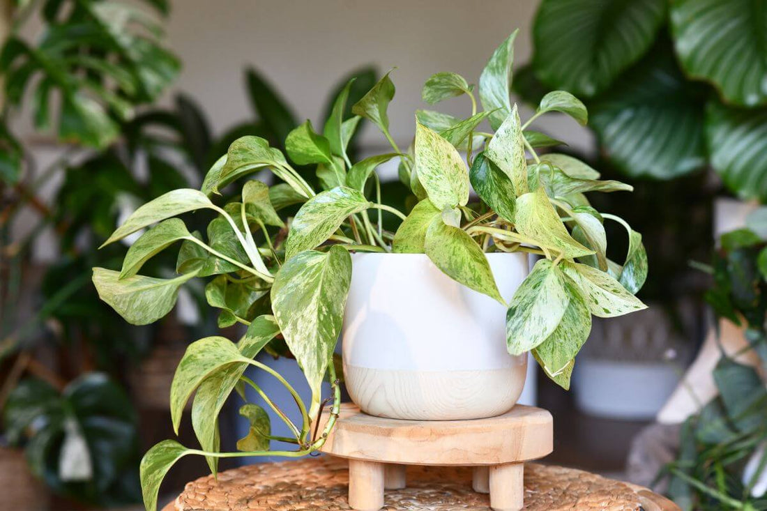 Pothos Ivy Combo 6 Cuttings - 2 Marble Queen, 2 Brazil, 2 N’Joy - Fast-Growing Indoor Plants, Low Light, Air Purifying, Easy Care