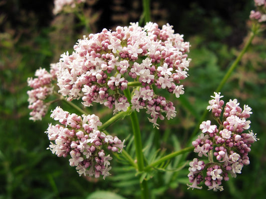 Valerian (Valeriana officinalis) ā 100+ Seeds | Perennial Herb, Calming & Catnip Alternative | USA Grown