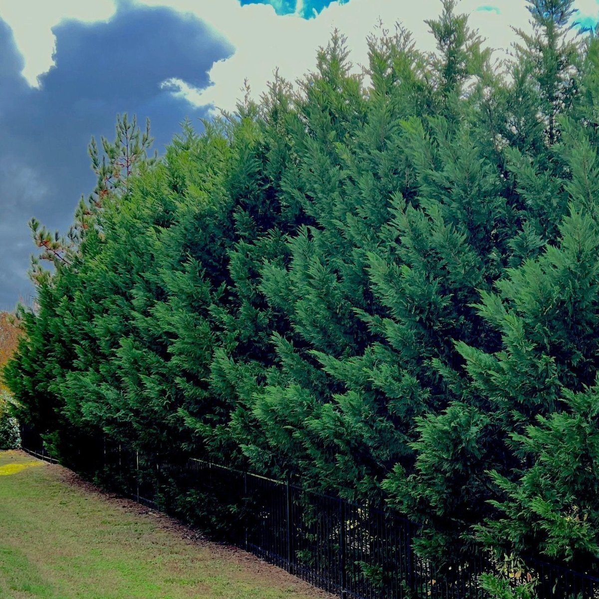 15 Leyland Cypress Tree Unrooted Cuttings 6-7" | Cupressus × leylandii, Privacy Hedge, Fast-Growing Evergreen