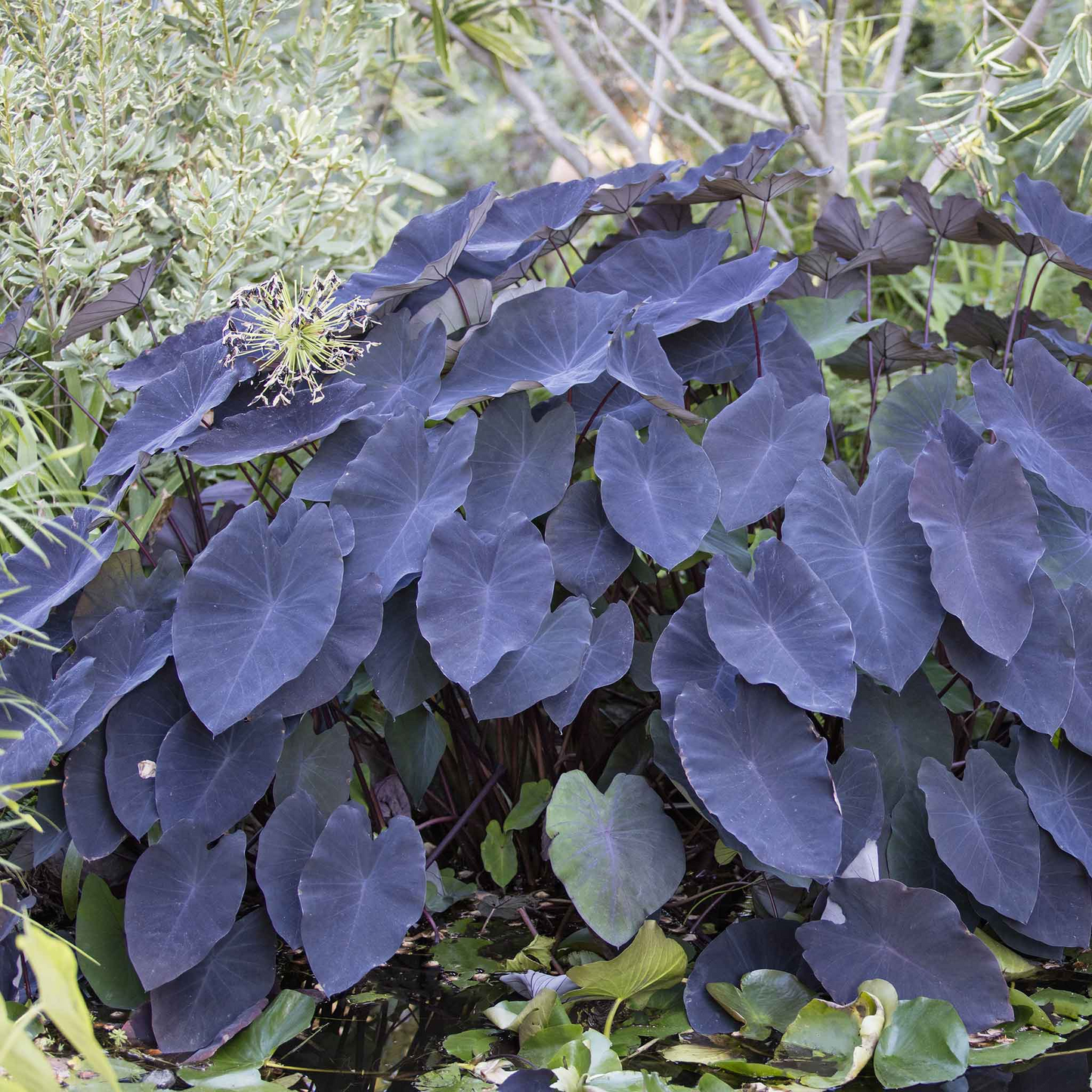 Black Magic Colocasia (Elephant Ear) - Small Rooted Starter Plant