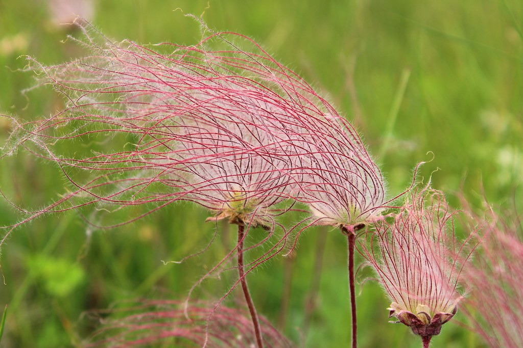 20 Prairie Smoke Fire Flower Seeds – Geum triflorum – Rare Wildflower Seeds for Garden – Unique Feather-Like Blooms