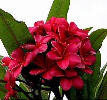 Plumeria Cuttings - Miami Rose Variety, 12-14 Inch Cuttings, Frangipani Plant Propagation