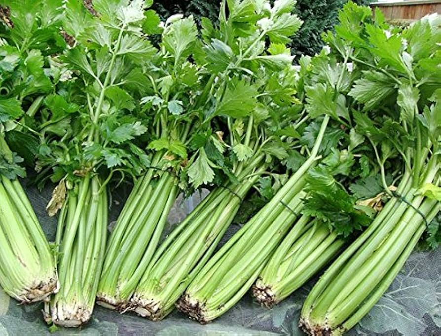 1350 Seeds Chinese Celery Kintsai Dark Green – Apium graveolens | Heirloom Celery for Planting, Gardening & Fresh Culinary Use