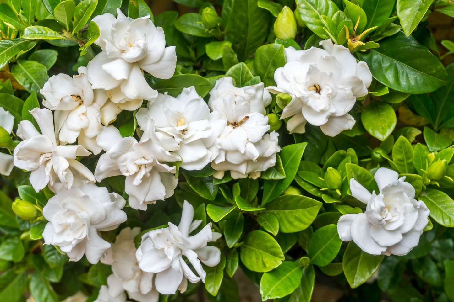 12 Unrooted Cuttings Old Southern Gardenia, 63-Year-Old Plant, Fragrant Flowers, Ideal for Propagation, Grow Your Own Gardenia Plant