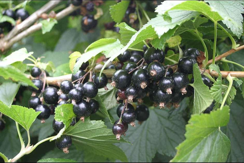 Black Currant Cuttings - 12 Live 10" Stems, Ribes nigrum, Fruit Bush Propagation