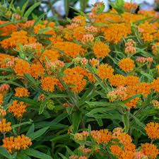 3 Butterfly Weed Plants - Bare Root Asclepias tuberosa | Perennial Wildflower | Monarch Host Plant | Pollinator-Friendly