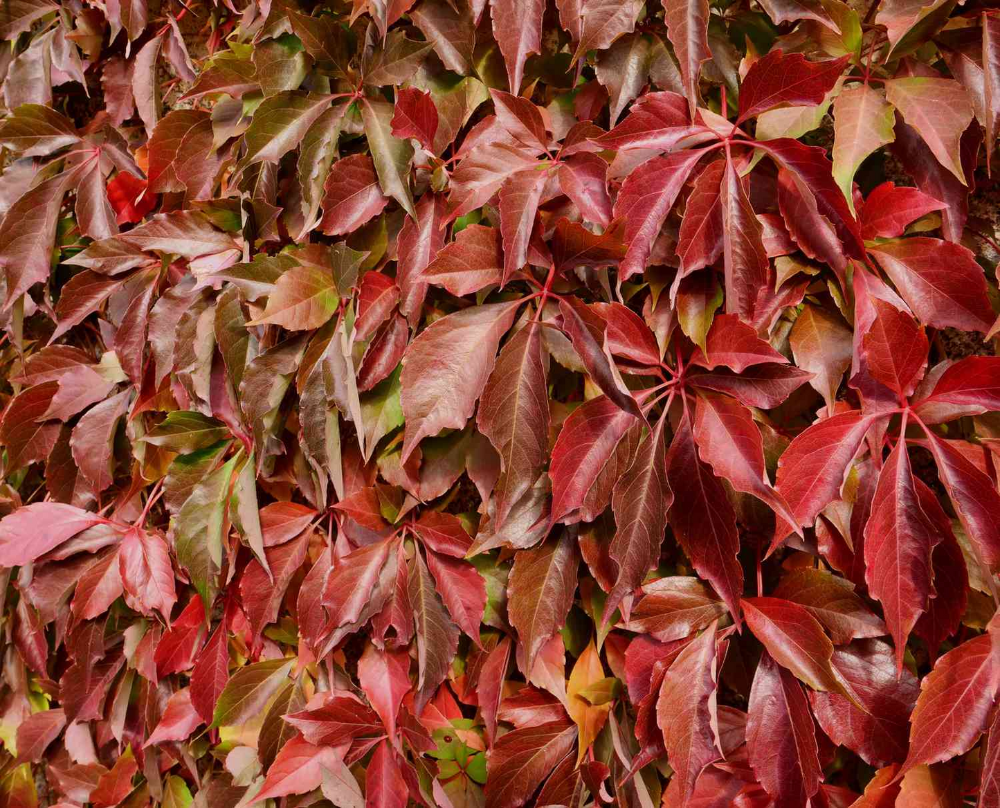 Virginia Creeper Vine Cuttings, Parthenocissus quinquefolia, 12 Rooted Clippings, Native Climbing Vine, USDA Zones 3-9