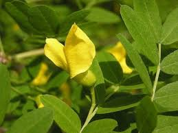 Caragana arborescens Seeds - 25 Count - Siberian Pea Tree - Nitrogen Fixing Shrub - Zone 2-7