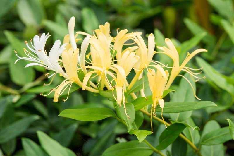 Japanese Honeysuckle Cuttings, Lonicera japonica, 10 Live Vine Clippings, Fragrant Flowers, USDA Zones 4-9