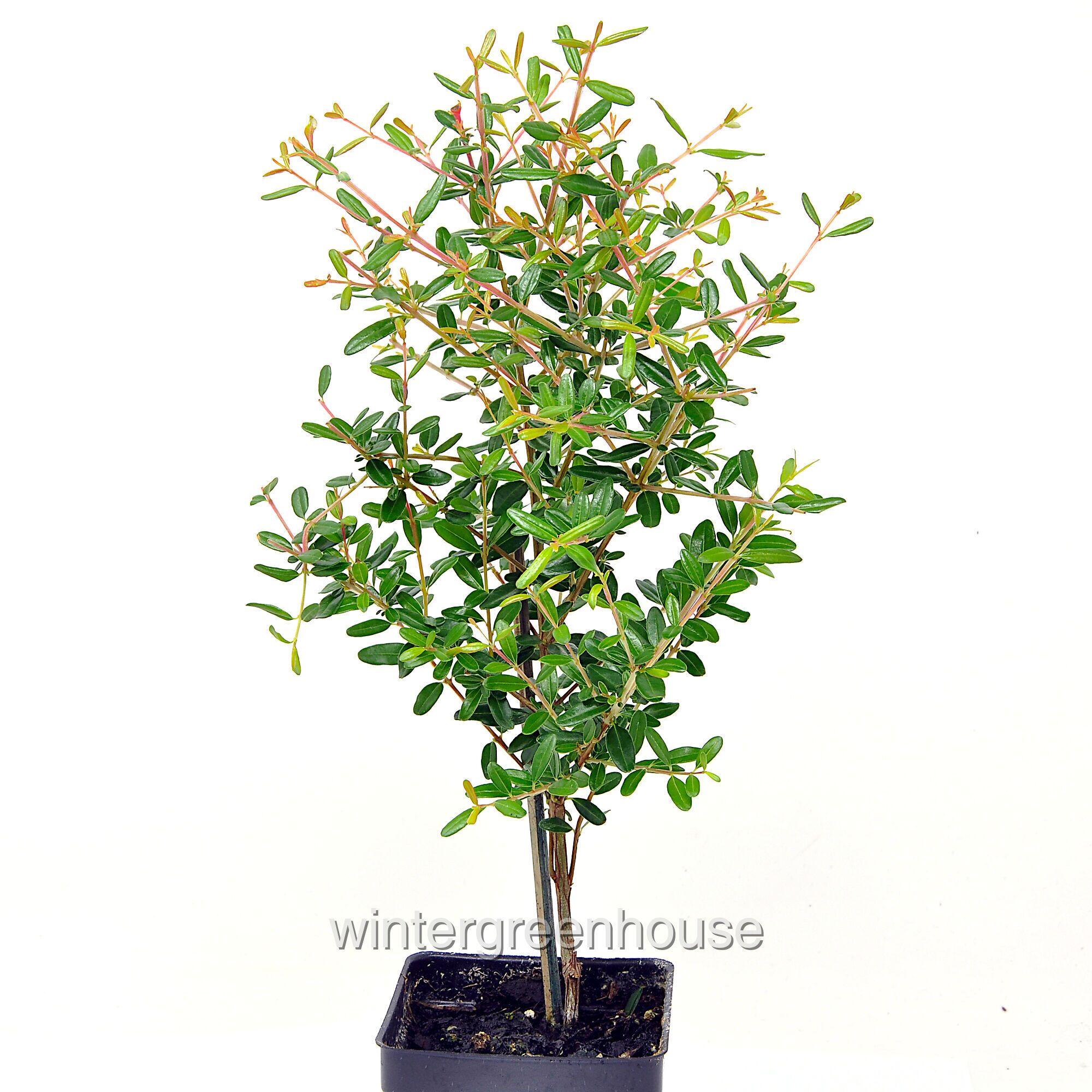 punica granatum bonsai Dwarf Pomegranate Bonsai Tree - Punica granatum nana