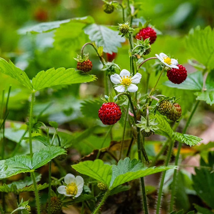 10 Wild Strawberry Plants Bare Root ā Fragaria vesca Rhizomes, Perennial Ground Cover, Edible Berries, Live Garden Starter