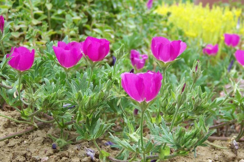 Callirhoe involucrata Seeds β Purple Poppy Mallow | Native Groundcover Wildflower | Drought Tolerant | 15 Seeds