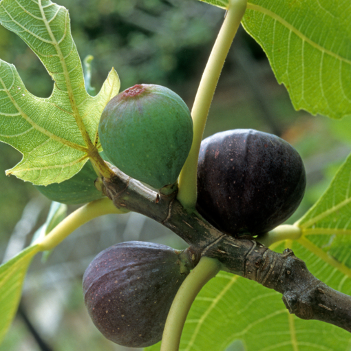 Beer’s Black Dwarf Fig Tree – Ficus carica – Dwarf Self-Fertile Fig Plant – Bare Root Starter – Rare Sweet Fruit – Patio Friendly