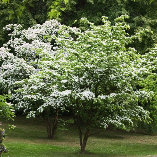 3 White Kousa Dogwood Tree Cuttings (Unrooted) – Cornus kousa, Flowering Dogwood, Ornamental Tree, Rare Garden Plant