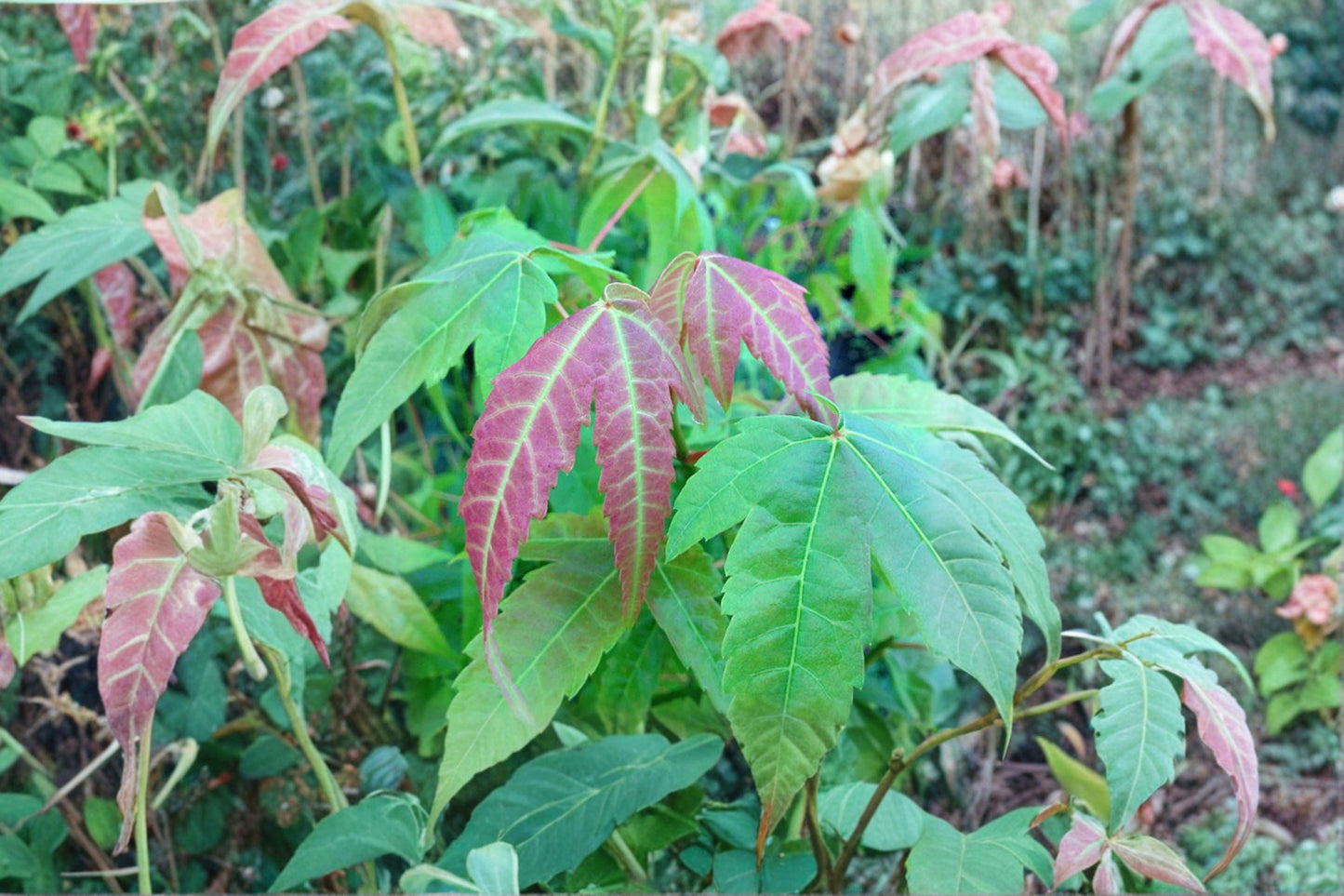 10 Acer elegantulum Seeds: Rare Elegant Maple Tree