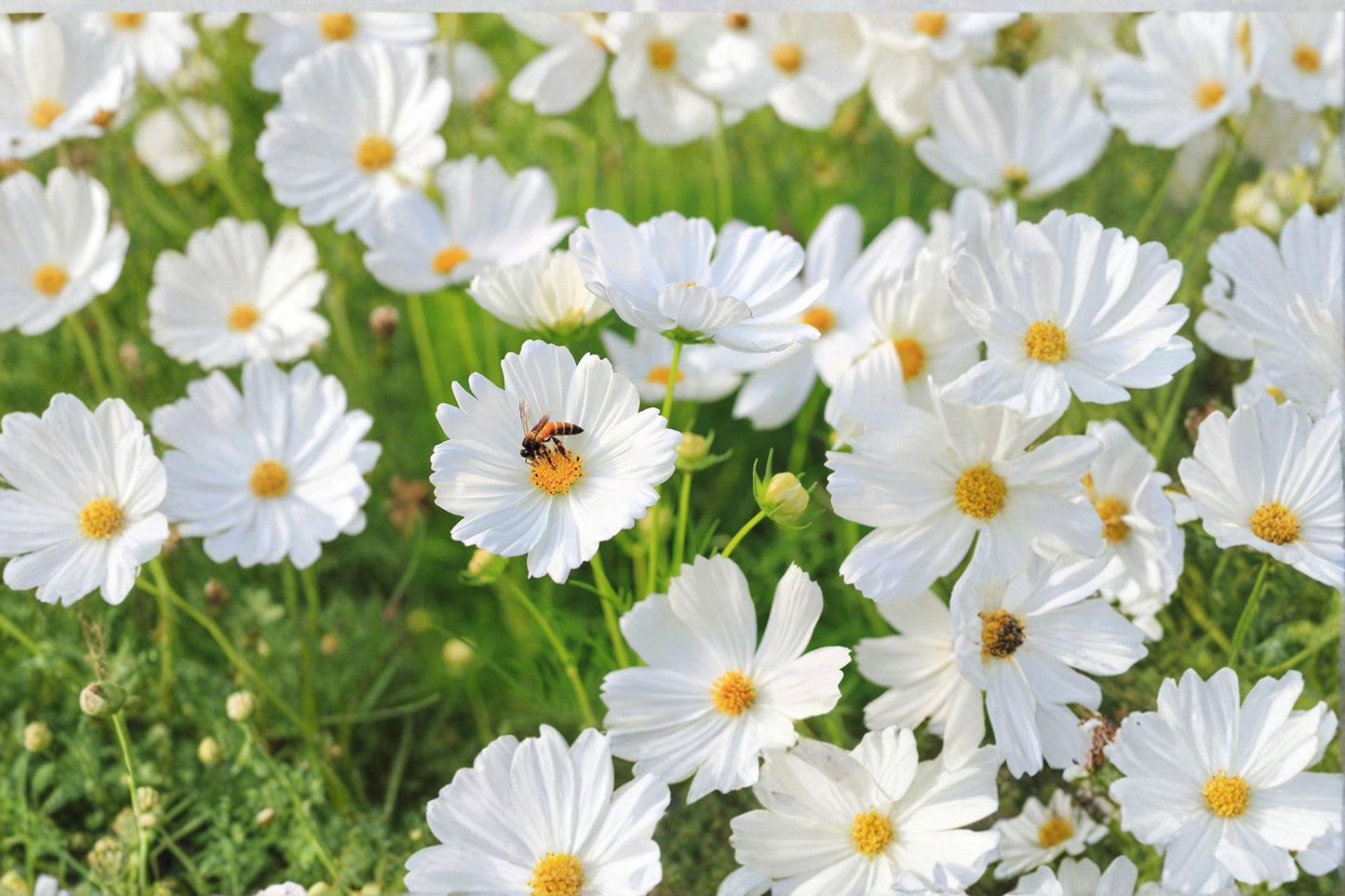 100 Cosmos Purity Seeds: White Annual Flower, Pollinator Friendly