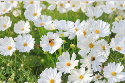 100 Cosmos Purity Seeds: White Annual Flower, Pollinator Friendly