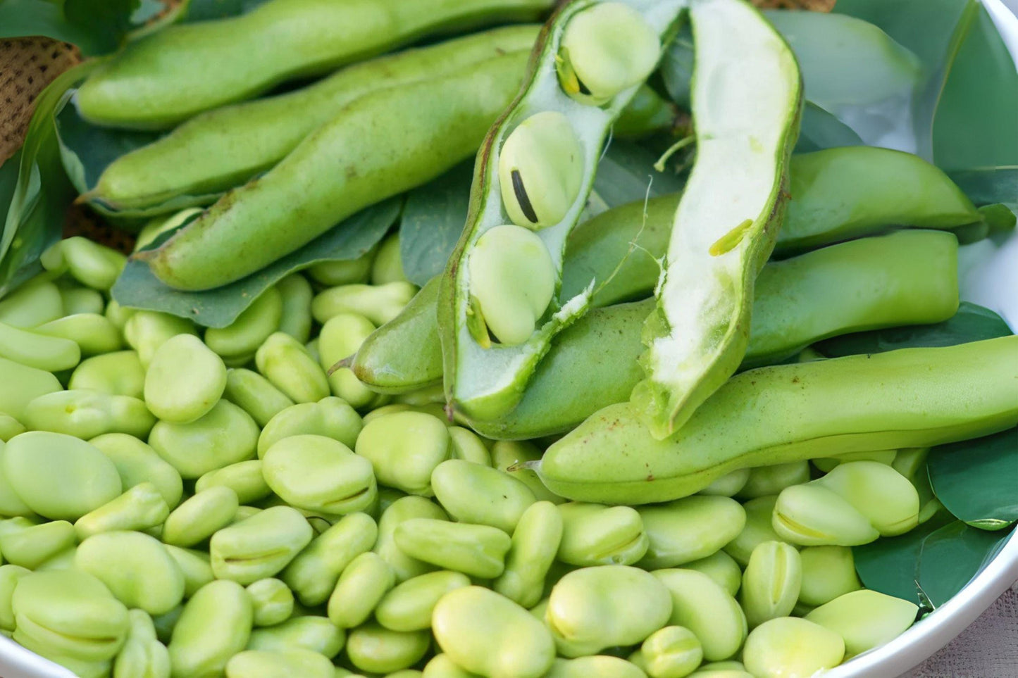 Heirloom Fava Bean Seeds – 10 Season Broad Beans