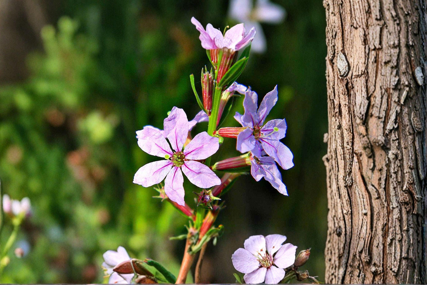 3000 Seeds for Planting Lythrum alatum – Winged Loosestrife, Native Wetland Wildflower with Purple Blooms