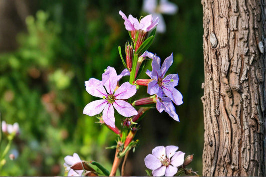 3000 Seeds for Planting Lythrum alatum – Winged Loosestrife, Native Wetland Wildflower with Purple Blooms