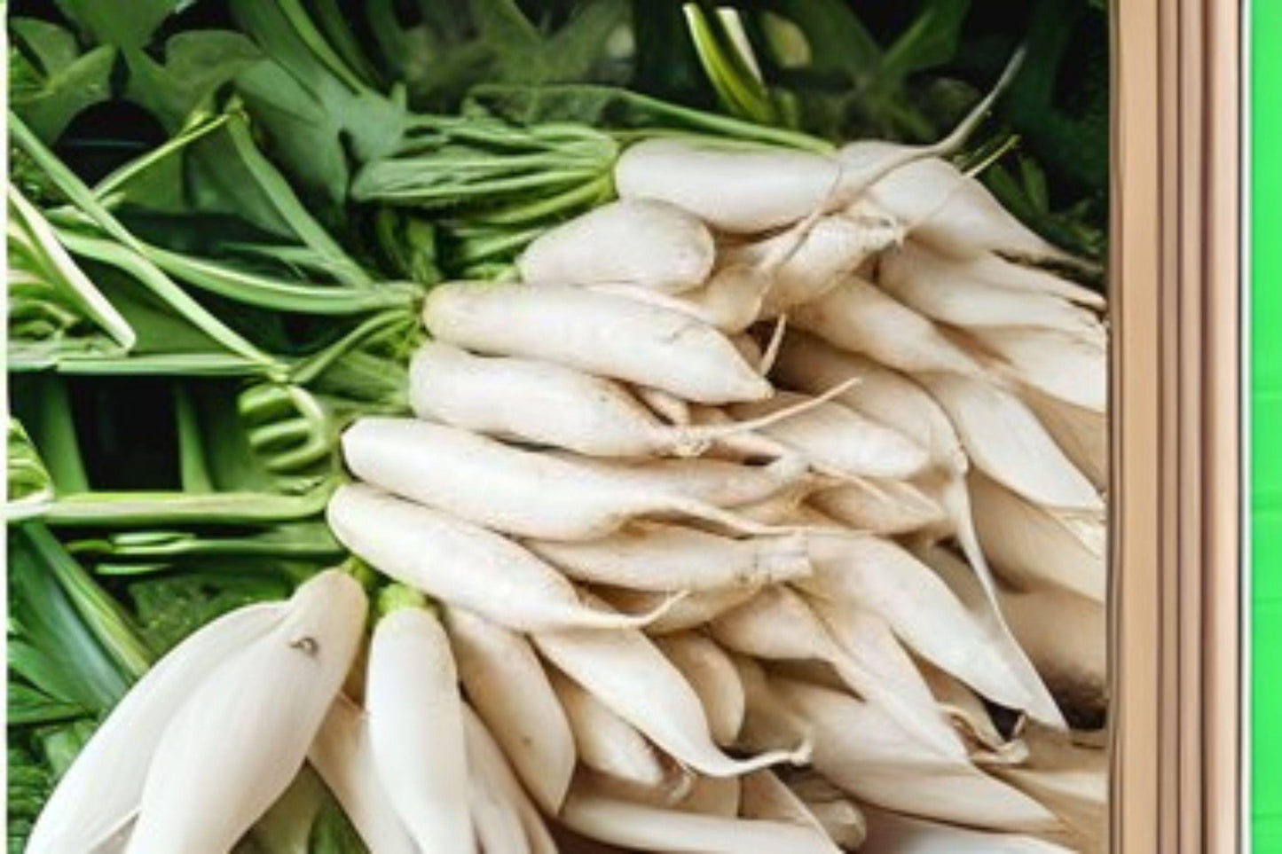 Japanese Minowase Daikon Radish Seeds: Heirloom Asian Vegetable